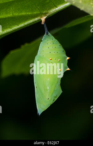 Eine Schmetterlingspuppe der Rusty-bestückte Seite Schmetterling Stockfoto