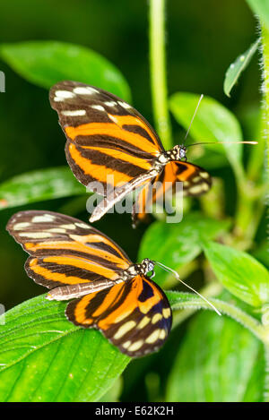 Ein paar Tiger gestreift Longwing Schmetterlinge Stockfoto