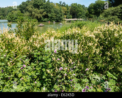 Grünes Wasser im Central Park Lake verursacht durch Algenblüte, NYC Stockfoto