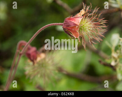 Geum Rivale, Wasser Avens, Nahaufnahme der Blüte mit der Entwicklung von Obst Stockfoto