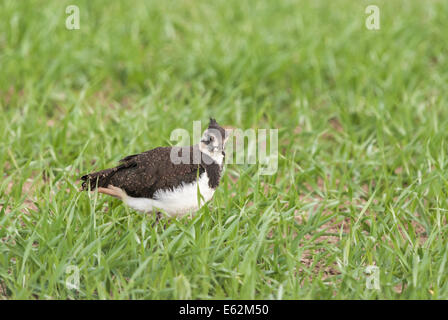 Ein junger Kiebitz, Vanellus Vanellus, wahrscheinlich ein Küken auf der Wiese herumlaufen. Stockfoto