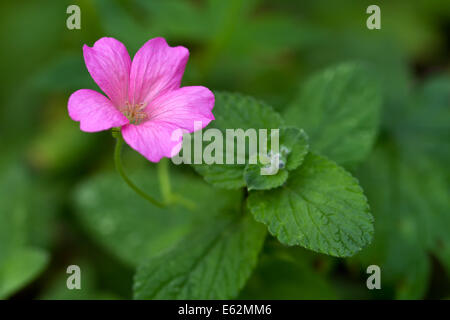 Endres Storchschnabel mit Blättern (lat. Geranium Endressii) Stockfoto