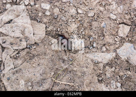 Ein Silpha Tristis Käfer auf einem Hardcore-Weg in Schottland Orkney genommen. Stockfoto