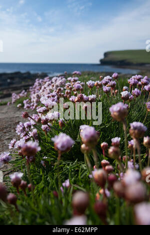 Eine Nahaufnahme von Sparsamkeit, Armeria Maritima, an der Küste in Orkney Stockfoto