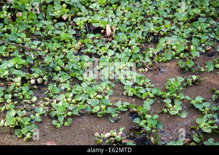 Wasserhyazinthe EICHHORNIA CRASSIPES am Lake Naivasha Kenia Afrika eine invasive Pflanze Unkraut aus Südamerika problematisch LAK Stockfoto