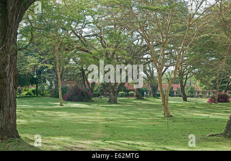 Ferienhaus Bedroosm des Lake Naivasha Country Club gesehen über grüne Rasenflächen unter gelben bellte Akazien Kenia Afrika Stockfoto