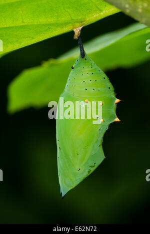 Eine Schmetterlingspuppe der Rusty-bestückte Seite Schmetterling Stockfoto