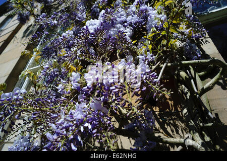 Wisteria Sinensis wächst auf ein Haus in Schottland Stockfoto