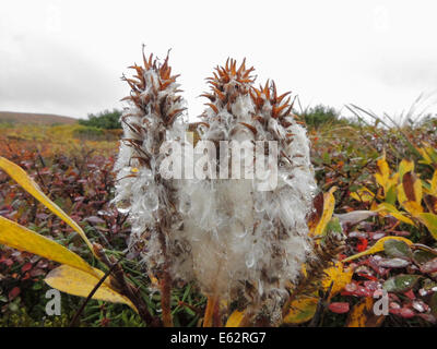 Arktische Weide (Salix Arctica) ist eine kleine (1-15 cm) schleichende Weide angepasst an die harten kalten Umgebung der alpinen Tundra reg Stockfoto