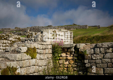 Am frühen Morgen in der römischen Festung (Vercovicium) bei Housesteads, Northumberland, England Stockfoto