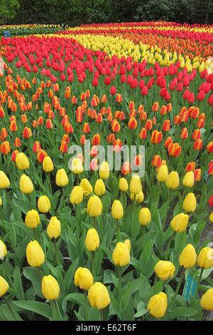 Tulpen im Keukenhof Gärten in den Niederlanden Stockfoto