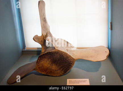 alten Leuchtturm-Museum in Stonington CT Stockfoto