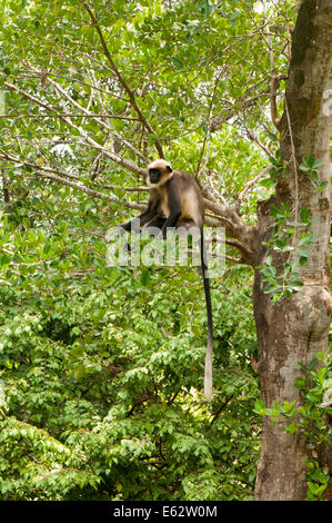 Grau-schwarzes Gesicht Languren, Parambikulam Wildlife Sanctuary Indien Stockfoto