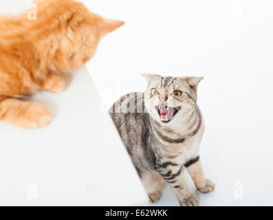 Nahaufnahme von zwei Katzen in einem Konflikt auf weißem Hintergrund Stockfoto