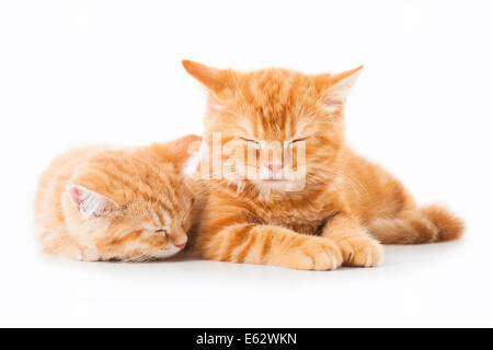 Zwei kleine Ginger Britisch Kurzhaar Katzen auf weißem Hintergrund Stockfoto