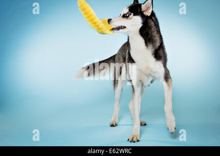 Alaskan husky Hund spielen mit Spielzeug im studio Stockfoto