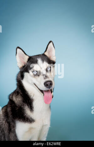 Siberian Husky Blick in die Kamera Lächeln auf den Lippen mit der Zunge heraus Stockfoto