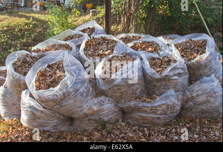 Eine Gruppe von Herbst Eiche Blätter in offenen Plastiksäcken bereit für Entsorgung Stockfoto