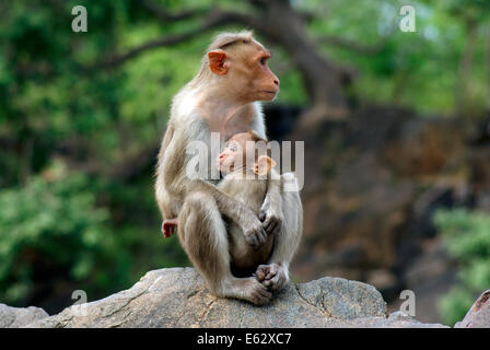 Makaken-Affen-Mutter mit Baby an Indien Wildlife Stockfoto