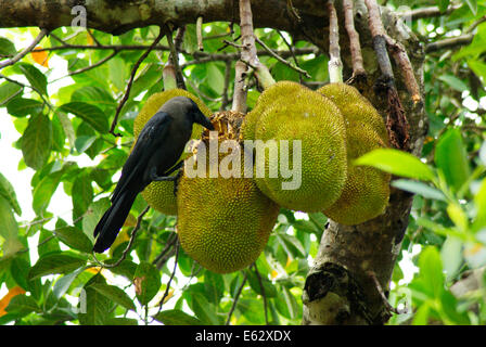 Krähe Vogel Essen Jackfrüchte auf Jackfrucht Baum Kerala Indien Stockfoto