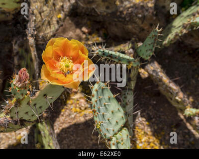 Nahaufnahme von Leafcutter Biene bestäuben gelb und orange Blume auf Stachelschwein Prickly Pear Cactus Arizona-Sonora-Wüste Stockfoto