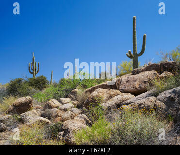 Riesigen Saguaro Kakteen und Wüste Wildblumen, Sonora-Wüste, Scottsdale, Arizona, Frühjahr 2014 mit klaren, blauen Himmel und Kopie Stockfoto