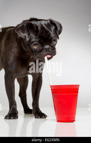 Schwarze Mops Hund aus einem Strohhalm trinken Stockfoto
