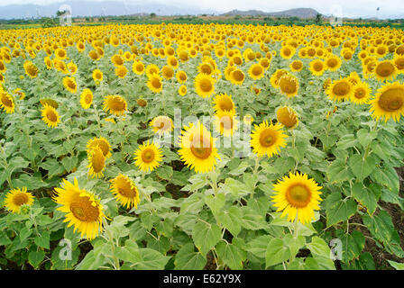 Sonnenblume Sonnenblumen Feld Felder von Tamil Nadu, Indien Stockfoto