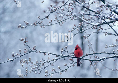 KARDINAL SITZEN IN APFEL BAUM FRÜHLING MIT SCHNEE AUF DEN GLIEDMAßEN UND KNOSPEN Stockfoto