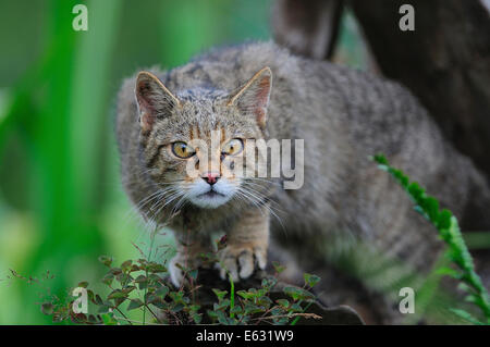 Wildkatze Felis silvestris Stockfoto