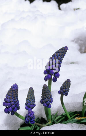 LILA TRAUBENHYAZINTHEN IN BLOOM PLATZEN DURCH FRÜHLING SCHNEE Stockfoto