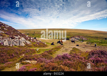 Eine Mischung aus verschiedenen Vieh weidete in den Überresten der Haytor Granitsteinbruch auf Dartmoor, Devon, England, UK Stockfoto