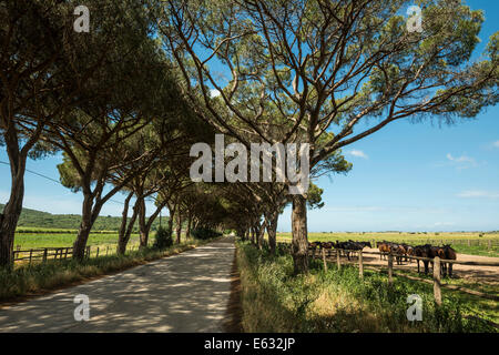 Herde von Pferden und Pine Avenue, natürlichen Park der Maremma bei Grosseto, Toskana, Italien Stockfoto