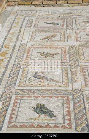 Bodenmosaik Darstellung Vögel, Roman Casa De La Pájaros, Santiponce, Andalusien, Spanien Stockfoto