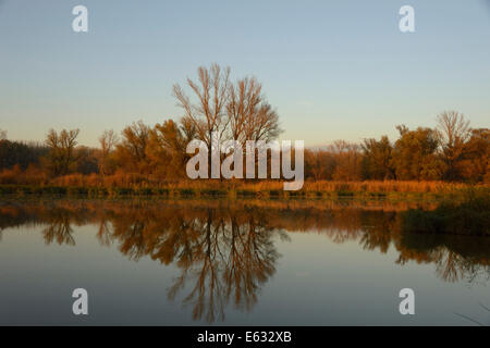 Landschaft im Abendlicht, Lobau Feuchtgebiete, Danube-Auen-Nationalpark, Schönau, Niederösterreich, Österreich Stockfoto