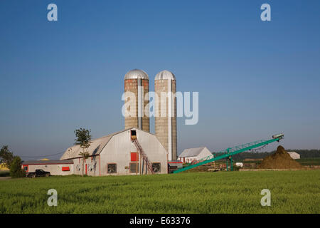 Dairy Farm Gebäude mit zwei Getreide Silos, Saint-Jean, Ile d ' Orleans, Quebec, Kanada Stockfoto