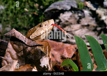 Kopf OF BROAD-BANDED COPPERHEAD GRUBENOTTER Agkistrodon Contortrix Laticinctus LOOKING AT Kamera Osten OKLAHOMA USA Stockfoto