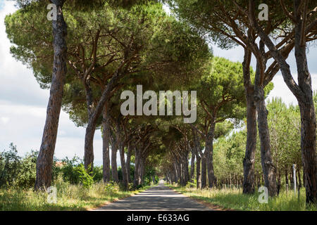 Pine Avenue, natürlichen Park der Maremma bei Grosseto, Toskana, Italien Stockfoto