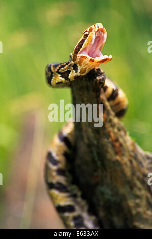 BEDROHT durch Anzeige REIßZÄHNE COTTONMOUTH Schlange Agkistrodon Piscivorus Conanti Südosten der USA Stockfoto