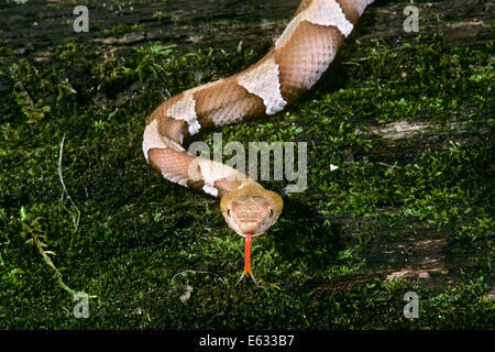 TRANS-PECOS COPPERHEAD Agkistrodon Contortrix Pictigaster Bewegung in Richtung auf der Suche an Kamera DAVIS MOUNTAINS TEXAS USA Stockfoto