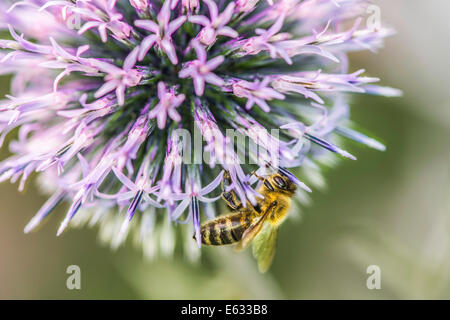 Biene (Apis) sammeln Pollen auf einem Globus Distel (Echinops), Deutschland Stockfoto