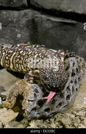 MEXIKANISCHEN Perlen ECHSE Heloderma Horridum Westen Mexikos Stockfoto