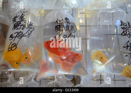 Verpackt Aquarienfische hängen vor einem typischen Aquarium Shop, Kowloon, Hong Kong, China Stockfoto