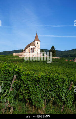 Gotische befestigte Kirche Saint-Jacques in den Weinbergen, Hunawihr, Haut-Rhin, Elsass Wein Route, Elsass, Frankreich Stockfoto