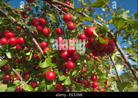 Reife Kirschen, Pflaumen oder Äpfel Pflaumen (Prunus Cerasifera) auf einen Baum, Bayern, Deutschland Stockfoto