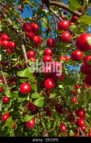 Reife Kirschen, Pflaumen oder Äpfel Pflaumen (Prunus Cerasifera) auf einen Baum, Bayern, Deutschland Stockfoto