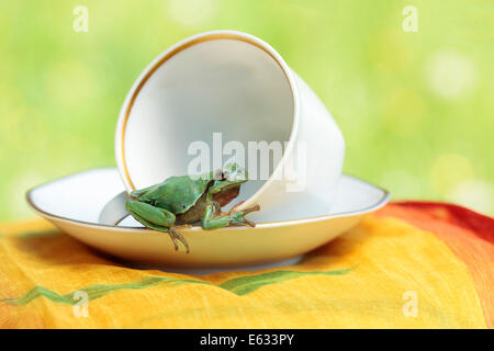 Europäischer Laubfrosch (Hyla Arborea) sitzen in einer Tasse Stockfoto