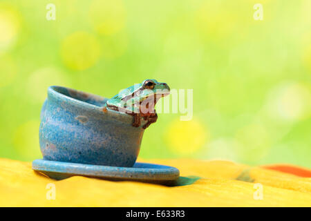 Europäischer Laubfrosch (Hyla Arborea) sitzen in einer Tasse Stockfoto