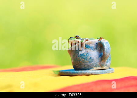 Europäischer Laubfrosch (Hyla Arborea) sitzen in einer Tasse Stockfoto