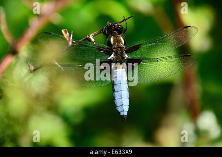 Männliche breit-bodied Chaser Libelle in Ruhe. Stockfoto